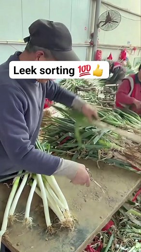 Leek sorting #vegetables #leeks #leeksorting | Things around blogs
