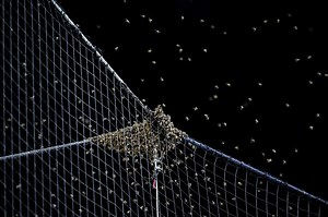 Bee swarm delays MLB game nearly 2 hours