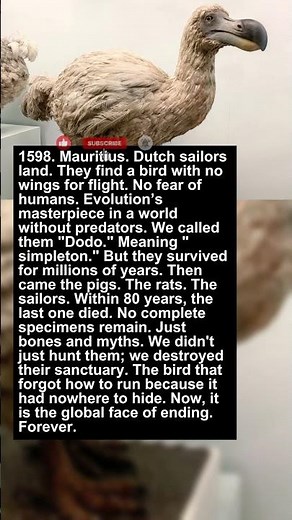 The Bird That Forgot to Fear | Extinct & Rare Animals