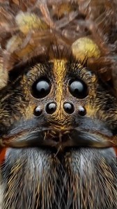 634K views · 7.1K reactions | Wolf Spider Mothers Carry Their Eggs 樂 #Wolfspider #Spider #AnimalFacts | रोचक जानकारी | Facebook