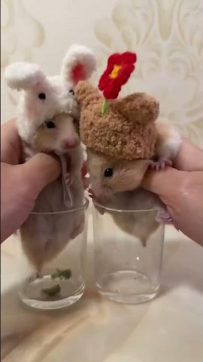Cute Hamsters Compilation 🐹