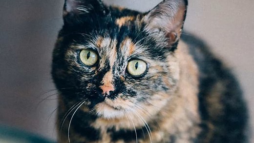 Captivating Facts About Tortoiseshell Cats