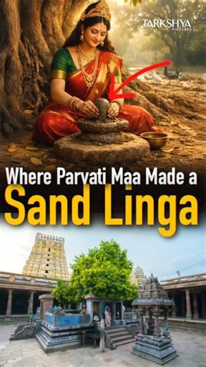 A 3,500 Year Old Mango Tree Story🤯😱