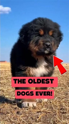 These Legendary Dogs Survived Thousands of Years! #shorts