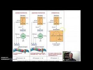 Comparing Respiration and Fermentation