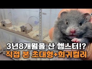 Where Should You Adopt a Hamster? | 300g Giant Hamster & Rare Color Reveal!