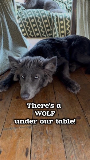 31K views · 1.4K reactions | Did you know there’s a WOLF under the table!? #bluewolf #bluewolfdog #fenrir #vikingwolf #wolf #wolves #creepy #werewolf #Twilight | Anneka Svenska | Facebook