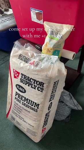 enjoy this peaceful friday morning with us cleaning and resetting the brooder box. this is the way we’ve done it since i was a kid but im always open to new suggestions 🙂 also planning on getting a few more chicks soon. #chickensoftiktok #brooder #homestead #appalachia