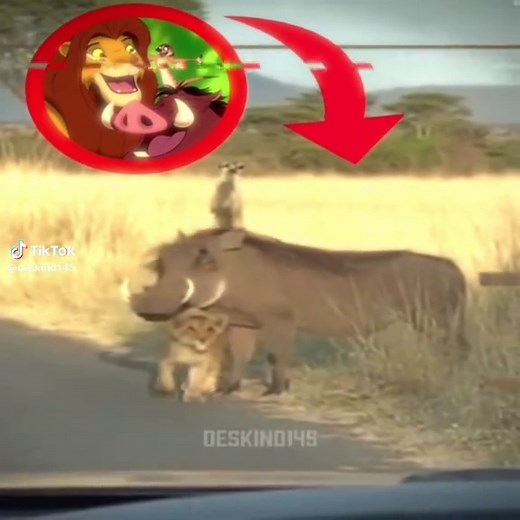 Simba Timon and Pumba IRL edit — Melodia Cavalgada sound