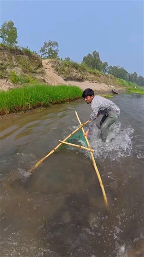 Huge Puti Fish Harvest Using thela Net in Village Wetland