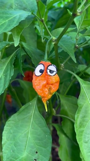 Never Turn Your Back on a Pepper 🌶️🫑