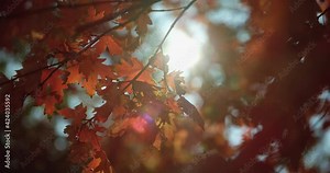 Low angle, fall foliage in rural countryside