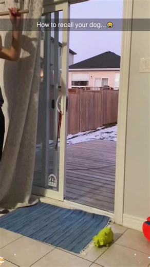 Effective Ways to Train Your Dog to Come When Called