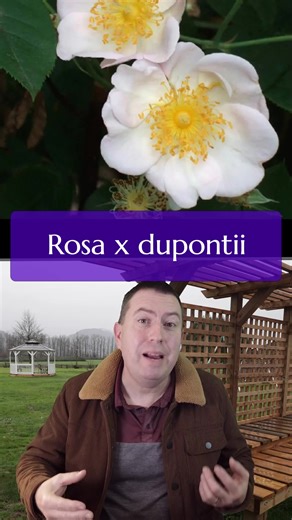 Saving Joséphine’s Roses | Fraser Valley Rose Farm