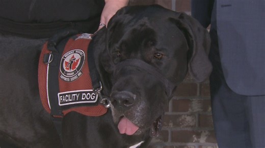 Wounded Warriors pairs 100 service dogs with veterans