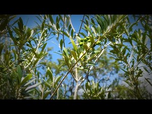 The Olive Grove on Florida’s Adventure Coast, Brooksville-Weeki Wachee (2021)