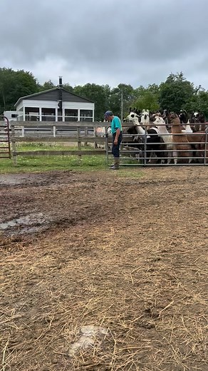 🦙 Gary training his attack llamas Just kidding, it’s a throwback video from when we put new hay out for the llamas. They get so excited! | Dakota Ridge Farm, LLC