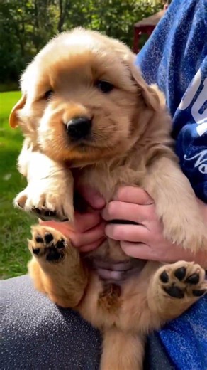 Puppy's first belly rub 🐾