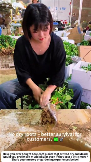 Mud‑Coated Sweet Potato Slips – Better Freshness for Sale 🍠📦