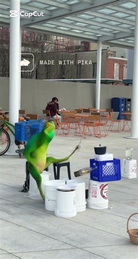 Frog plays the drums #frog #drums #drumandbass