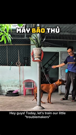 LÀM SAO ĐỂ CÚN TẬP TRUNG VÀO CHỦ KHI RA NGOÀI P.2