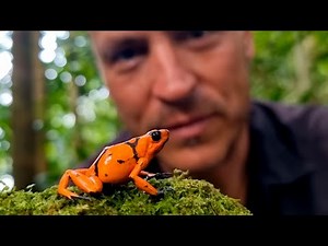 Conociendo el mundo de la Herpetología (Reptiles y Anfibios) Con Cesar Barrio Amoros Doc Frog