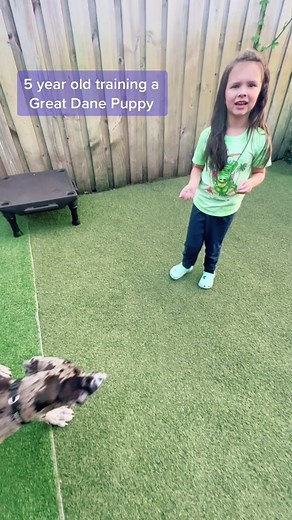 Puppy Training: A 5-Year-Old Teaches Great Dane Puppy