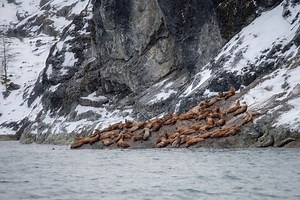 The Steller sea lion makes its presence known at water's edge. This video was captured a few weeks ago within Glacier Bay. 🔊 Sound on to hear the sounds of a sea lion's winter haulout! Even from a distance over 100 yards away, the sea lions' groans and roars can be heard rising above the sounds of wind and water hitting the boat. Now if only we had smell-o-vision, you could experience the distinct aroma that greeted these boater's noses, well before they could hear them... 👂👃💨🌊🦁 Skillful s
