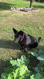 She’s my #1 Help #stella #rescue #garden #fromsuitstoboots | From Suits to Boots
