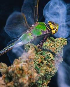 The legal cannabis industry could hit $66 billion by 2025 (PR Newswire, 2019). You can invest in it today starting with just $4.20. | Stash