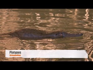 [Duck-billed] Platypus (Ornithorhynchus anatinus) / Schnabeltier