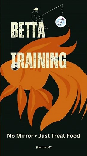 Betta Fish Training Day 1 🐠 | Smart Betta Tricks Start Here #bettafish #exoticbetta #halfmoonbetta