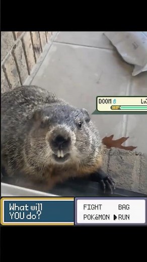 POV: You challenged a Legendary Pokemon! #pokemon #pokemonmemes #funnyanimals #pokemonbattle