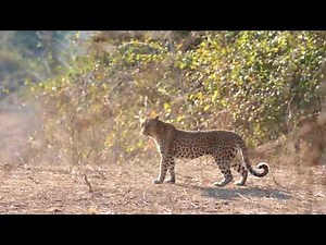Leopard vs Baboons - South Luangwa National Park 2017