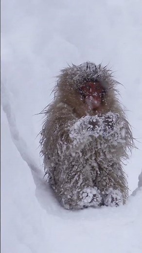 Japanese Macaque Monkey