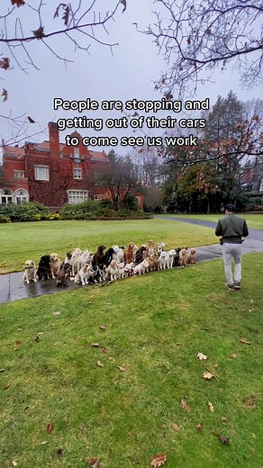 Rubber Necking: A Dog's Perspective