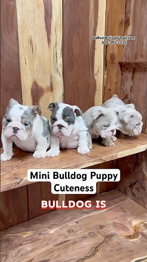 Mini Bulldog Puppies are the Cutest!