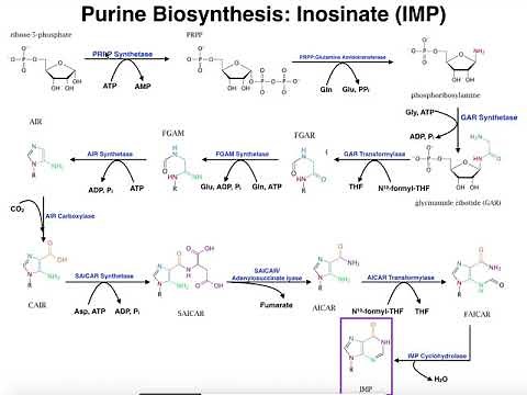 Nucleotide Metabolism | Regulation of Purine Biosynthesis
