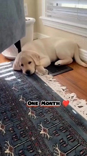 Labrador puppy transformation | beautiful Beasts