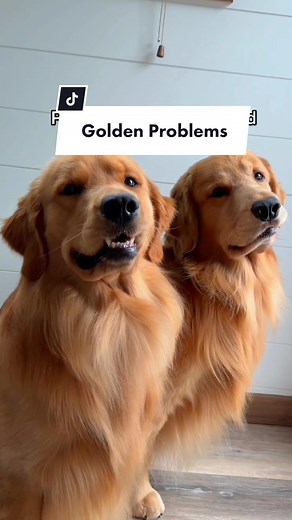 Golden Retriever Antics: Are You Ready for Endless Fun?