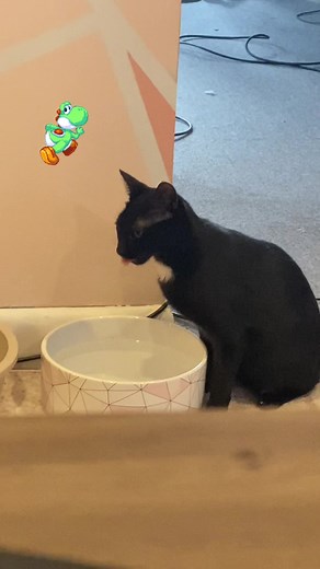 Funny Yoshi Sounds with Cute Kitten | Black Cat Compilation