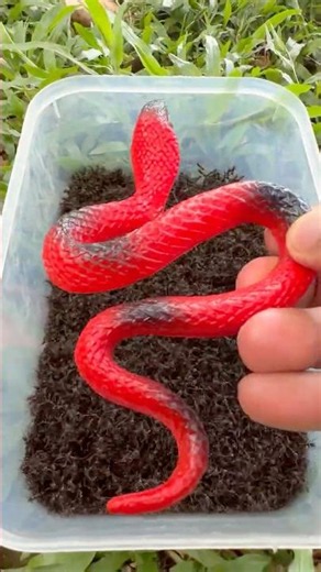 What Happens When Fire Ants Find a Tiny Toy Cobra ! | Bullet Ant Challenge #1
