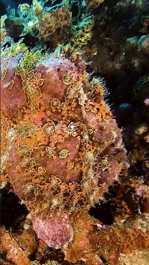 Painted frogfish