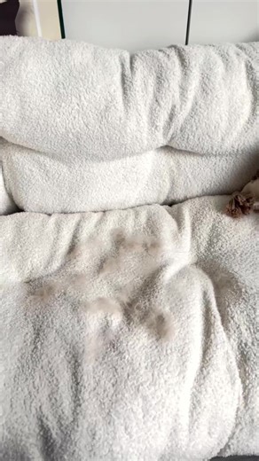 Discover the Benefits of BOGO Pet Hair Remover