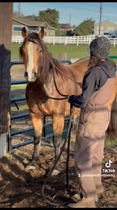 3 sessions down, with a completely unhandled mare, and now after today, we are leading by a neck rope! Which is my approach to halter breaking wild horses. It works. Each session was about an hour to an hr and a half long, and had 2 days inbetween, came back today, and ended leading!!!! ❤️ 😍 It comes down to reading each horse, having correct timing, gaining control of their feet, and having the right feel. This is just amazing! These are just SOME moments building to leading! 🌟 It isnt easy, 
