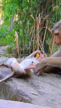 Haven't see Libby feed milk Rainbow long time! why Libby stop milk Rainbow! | Good Or Bad