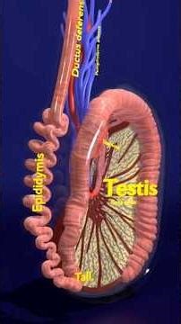 what you don't know about the testicle
