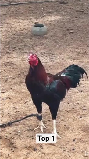Assel rooster fight #aseelmurga #short