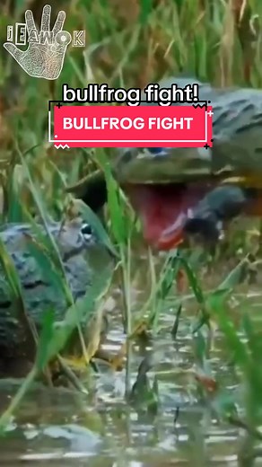 FROG BATTLE!!! These African Bullfrogs are fighting TO THE DEATH!!! FOR GLOBAL SUPREMACY!!!!!! TO BREED ENDLESSLY!!!!!!!!!!!!! What wrestling moves did you spot? #wrestle #wrestlemania #suplex #bullfrog #fighting #fight #africanbullfrog #frog #reptiles #funny #humor #animals #cuteanimals #funnyanimals #anialhumor #territorial #breeding #jeawokmedia #fyp #foryoupage #explore #explorepage