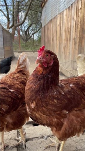 Farm Chickens Up Close | Spring Flowers Growing 🌸🐔